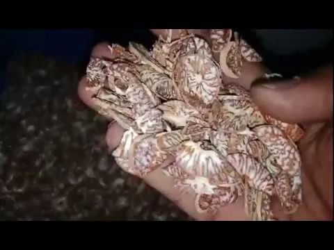 Slide Type Five Supari (Betel Nut)Cutting Machine