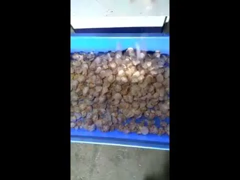 Double Feeding Double Supari Chips Cutting Machine